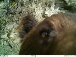 Заметки териолога. Нравится ли медведю делать «селфи»?