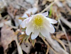 В Алтайском заповеднике появились первые цветы ветреницы