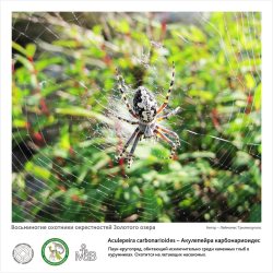 «Восьминогие охотники окрестностей Золотого озера» в международный день охраны окружающей среды.