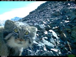 Манул – в объективе фотоловушек