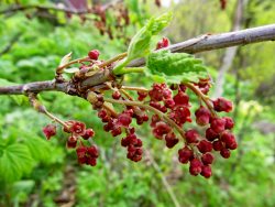 Заметки дендролога. Смородина