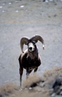 В Алтае-Саянах стартуют учеты численности аргали в трансграничной зоне России и Монголии