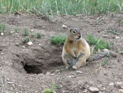 Отборочный тур конкурса «Живая природа Алтая» завершен