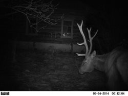 Дикий сосед из заповедного леса