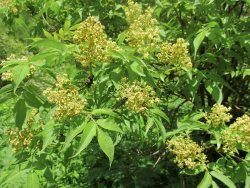 Заметки дендролога. Бузина сибирская