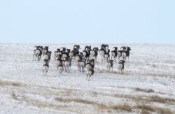 За два дня учётов в Алтайском заповеднике насчитано 78 аргали