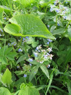 В Алтайском заповеднике зацвела бруннера сибирская.