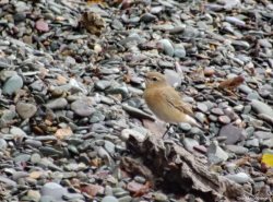 ОРНИТОЛОГИЧЕСКИЕ НОВОСТИ С УЧЕТНОГО МАРШРУТА НА ЯЙЛИНСКОЙ ТЕРРАСЕ И НЕ ТОЛЬКО. Сентябрь 2018