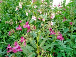 Заносные виды растений как вопрос изучения глобальных природных изменений