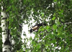 Розовый скворец в Алтайском заповеднике