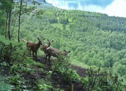 В Алтайском заповеднике завершился весенний учёт марала и медведя