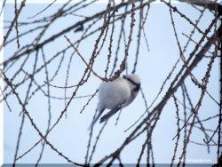 ОРНИТОЛОГИЧЕСКИЕ НОВОСТИ С УЧЕТНОГО МАРШРУТА НА ЯЙЛИНСКОЙ ТЕРРАСЕ И НЕ ТОЛЬКО Выпуск №15.