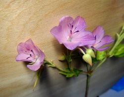 Альтернативный гербарий Алтайского заповедника: состоялась презентация коллекции растений из полимерной глины