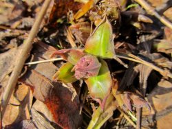 Жизнь заповедного кордона. Весна пришла в Алтайский заповедник.