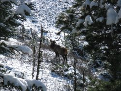В Алтайском биосферном заповеднике начались зимние маршрутные учёты